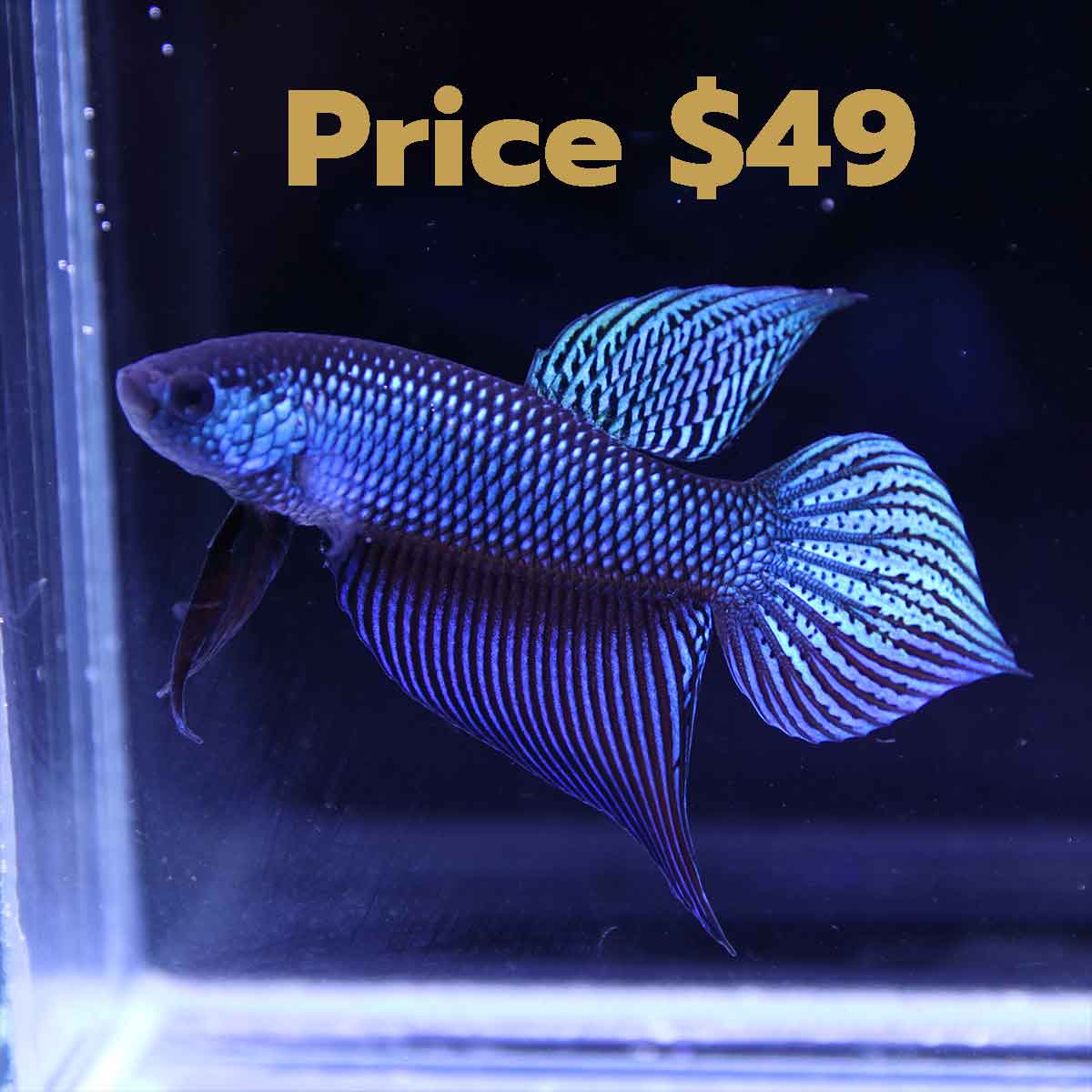 Betta smaragdina male for sale from AF Plakad Thai